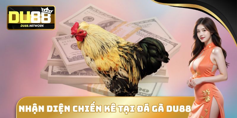 Nhận diện chiến kê tại đá gà DU88