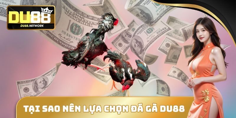 Tại sao nên lựa chọn đá gà DU88